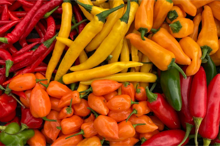 From Mild to Wild, The Different Types of Chillies, and Popular Chilli Varieties.